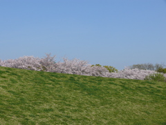 桜　3　健康公園にて