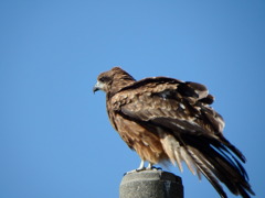 剥製じゃないよ！！Ⅱ