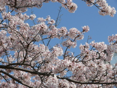 桜　3　