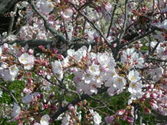 気管支肺炎全快記念　季節がら7　ニコン7600で