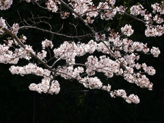 桜　2　健康公園にて