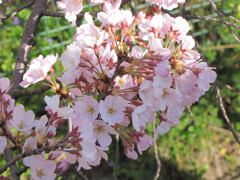 気管支肺炎全快記念　季節がら5