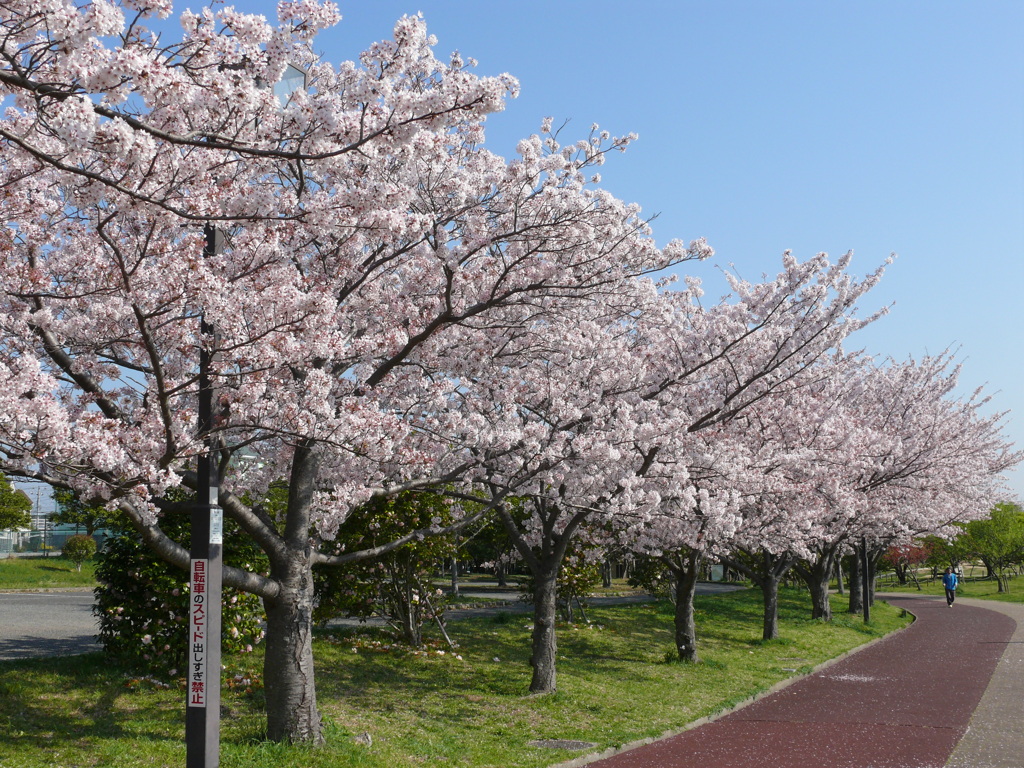 桜　4　健康公園にて