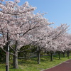 桜　4　健康公園にて