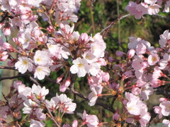 気管支肺炎全快記念　季節がら2