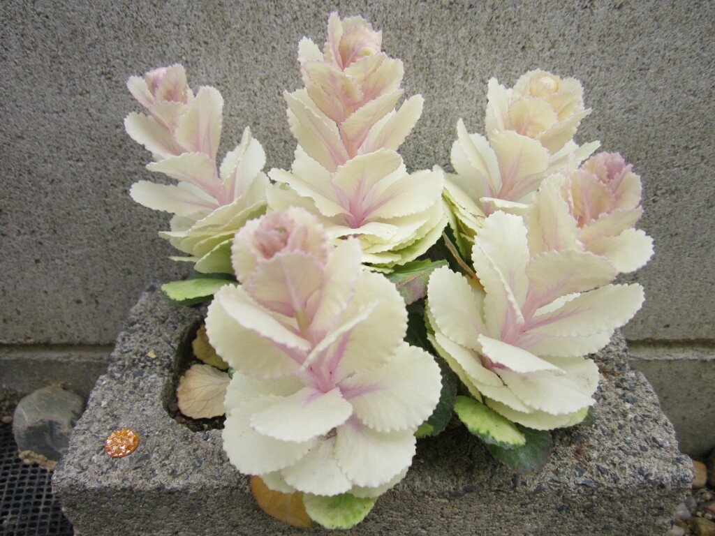 葉ボタン　定点観測　３