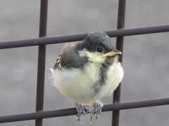巣立ち直後と思われるシジュウカラ　1　