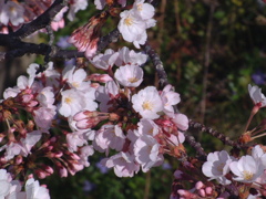 おまけ　FINEPIX4900Z