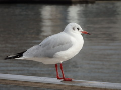 神戸港のかもめ