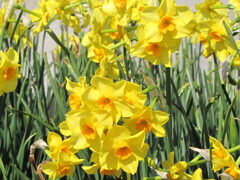 気管支肺炎全快記念　季節がら6