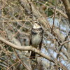 ツグミ　舞子公園にて　2
