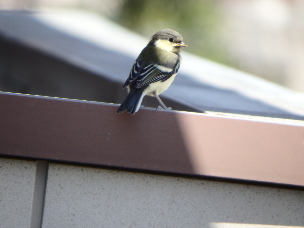 見守る親鳥? 1
