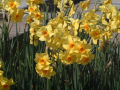 おまけ　FINEPIX4900Z