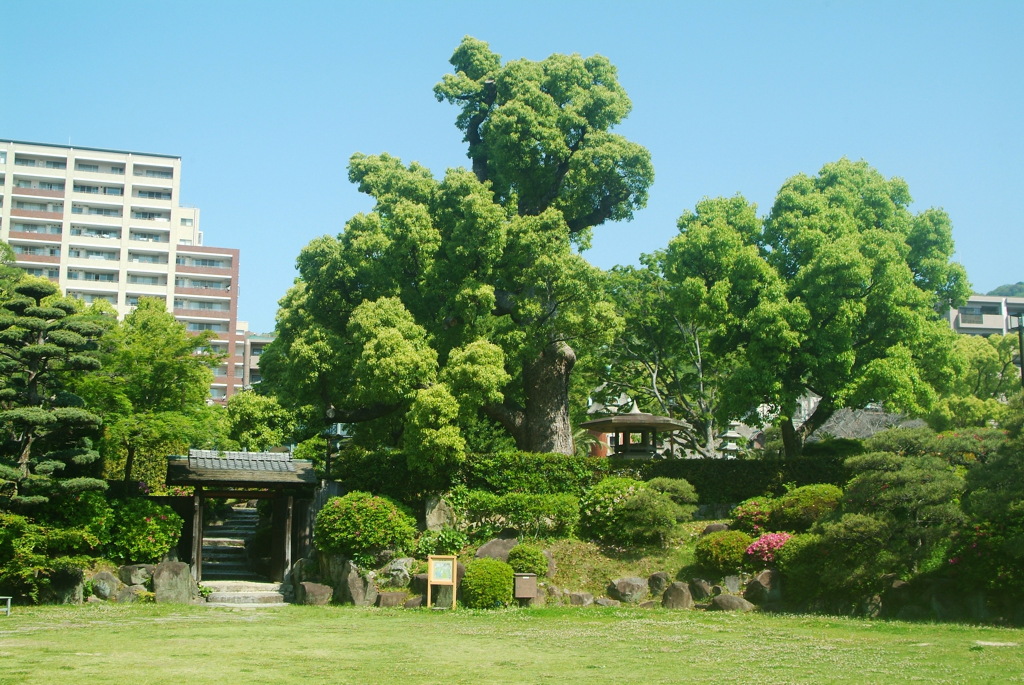 相楽園・樹齢500年大クスノキ