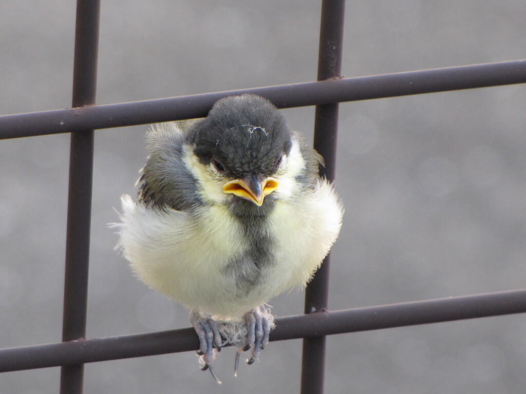 巣立ち直後と思われるシジュウカラ　2