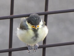 巣立ち直後と思われるシジュウカラ　2