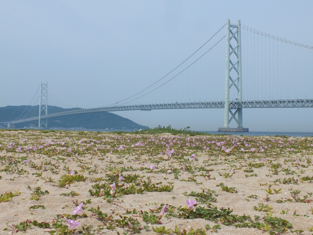 明石海峡大橋とハマヒルガオ1