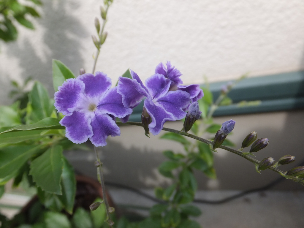 デュランタ宝塚・開花3
