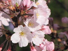 気管支肺炎全快記念　季節がら3