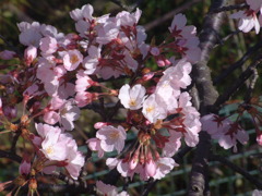 おまけ　FINEPIX4900Z