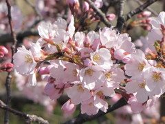 気管支肺炎全快記念　季節がら4