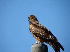 剥製じゃないよ！！Ⅲ