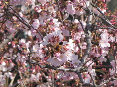 気管支肺炎全快記念　季節がら１