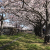 桜の歩道