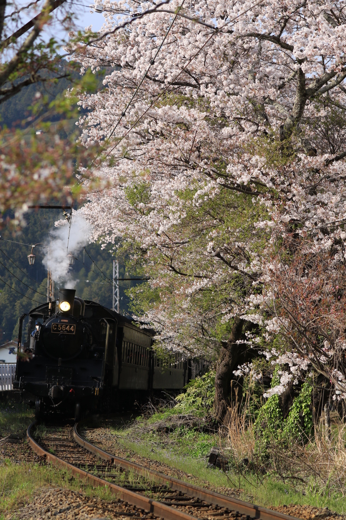 汽車と桜