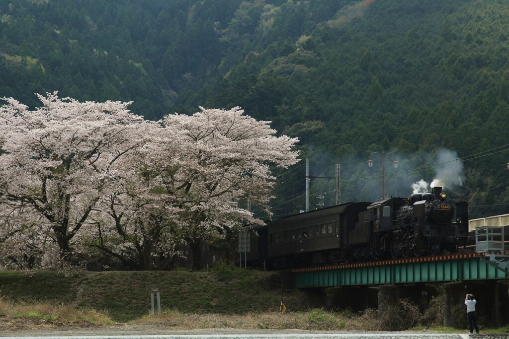 汽車と桜