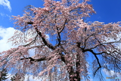 醍醐寺の枝垂れ桜