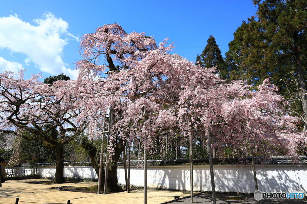 醍醐寺の桜