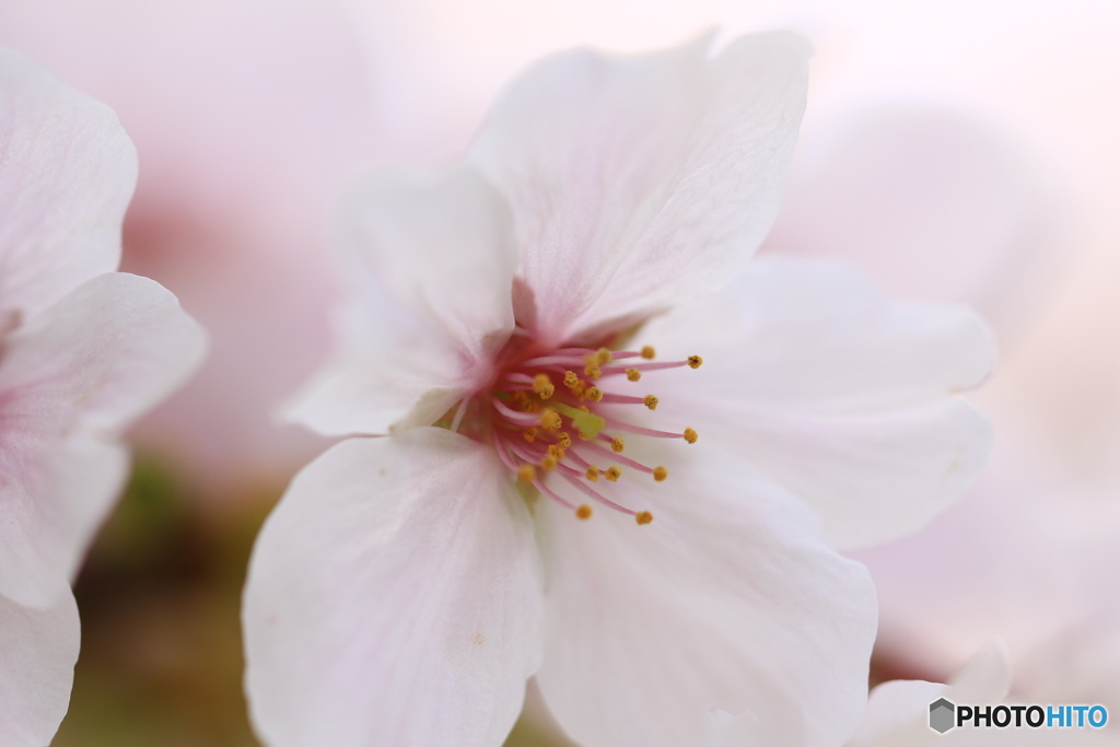 桜
