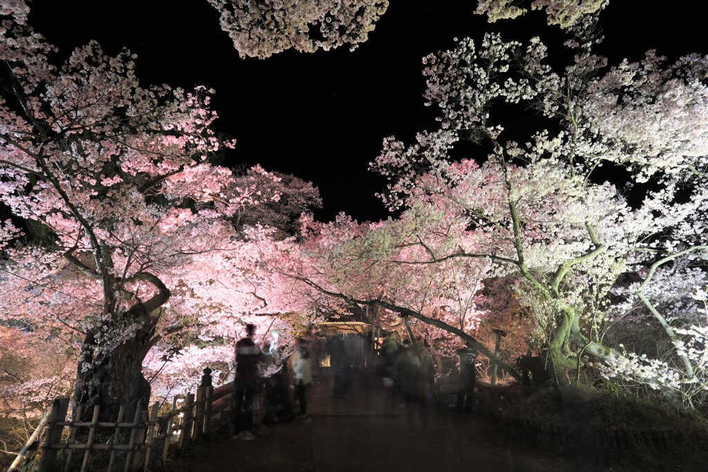高遠城址公園2