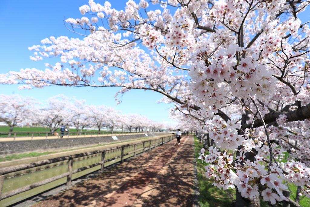 桜の散歩道