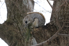 初エゾモモンガ