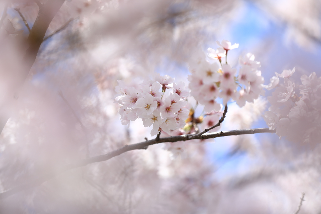 桜満開