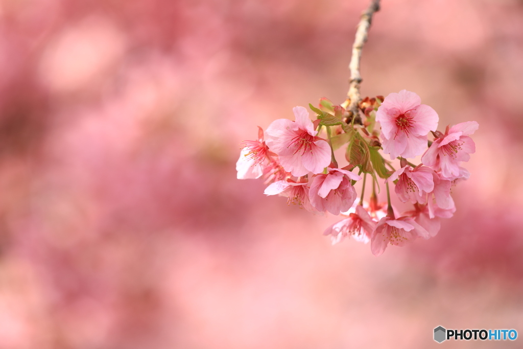 河津桜2