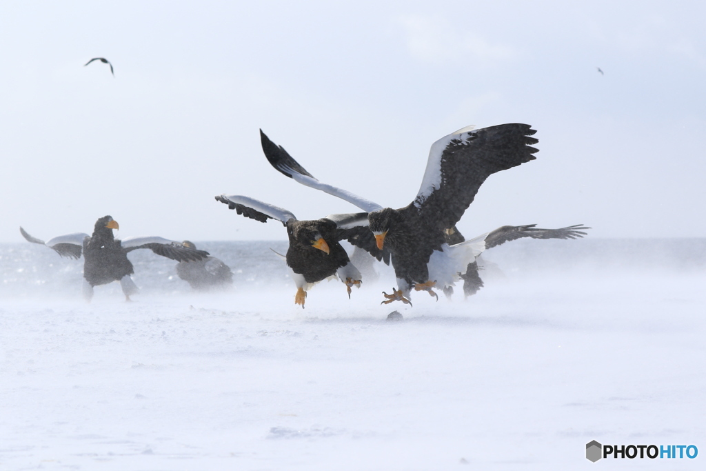 北海道自然動物満喫旅行15