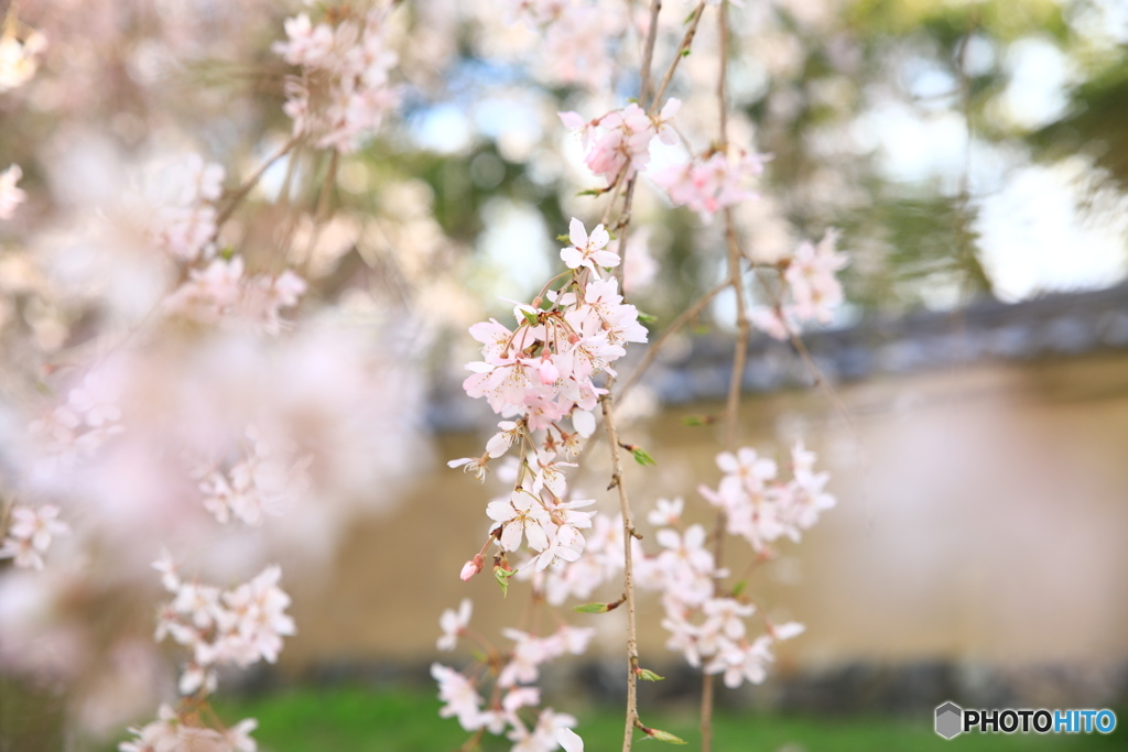 醍醐寺の枝垂れ桜