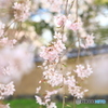 醍醐寺の枝垂れ桜