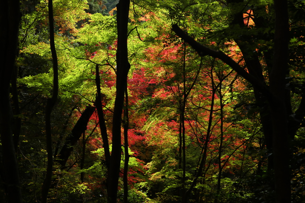 木立の中の朱