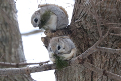 お食事中