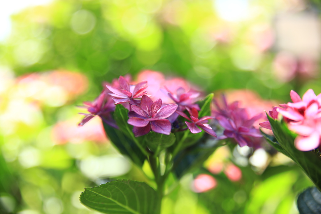 紫陽花だってキラキラしたい