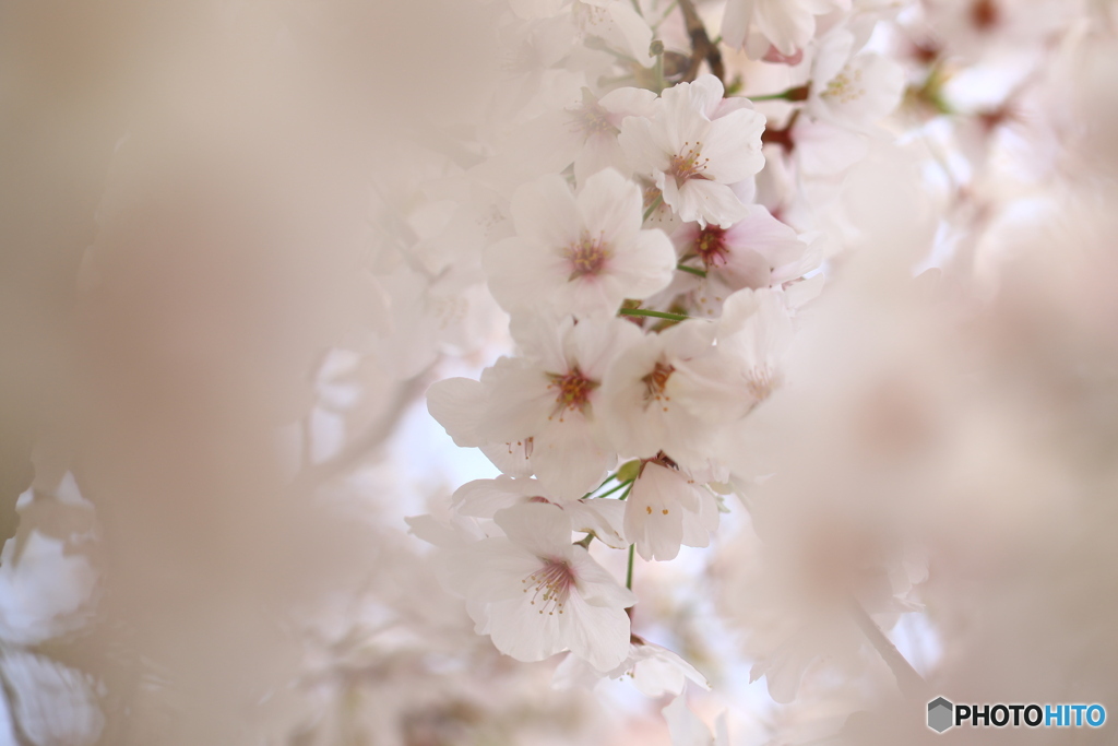 近くの桜2020