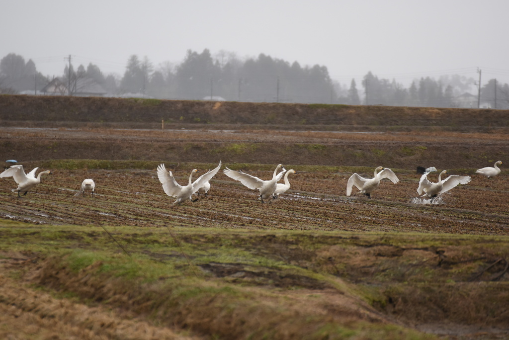 飛べ白鳥よ！愛と平和を土産に