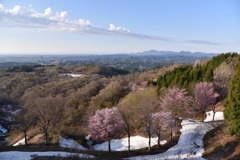 坊ケ池サライの桜