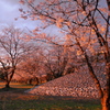 夕焼け幸さくら