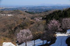 残雪林道とサライの桜