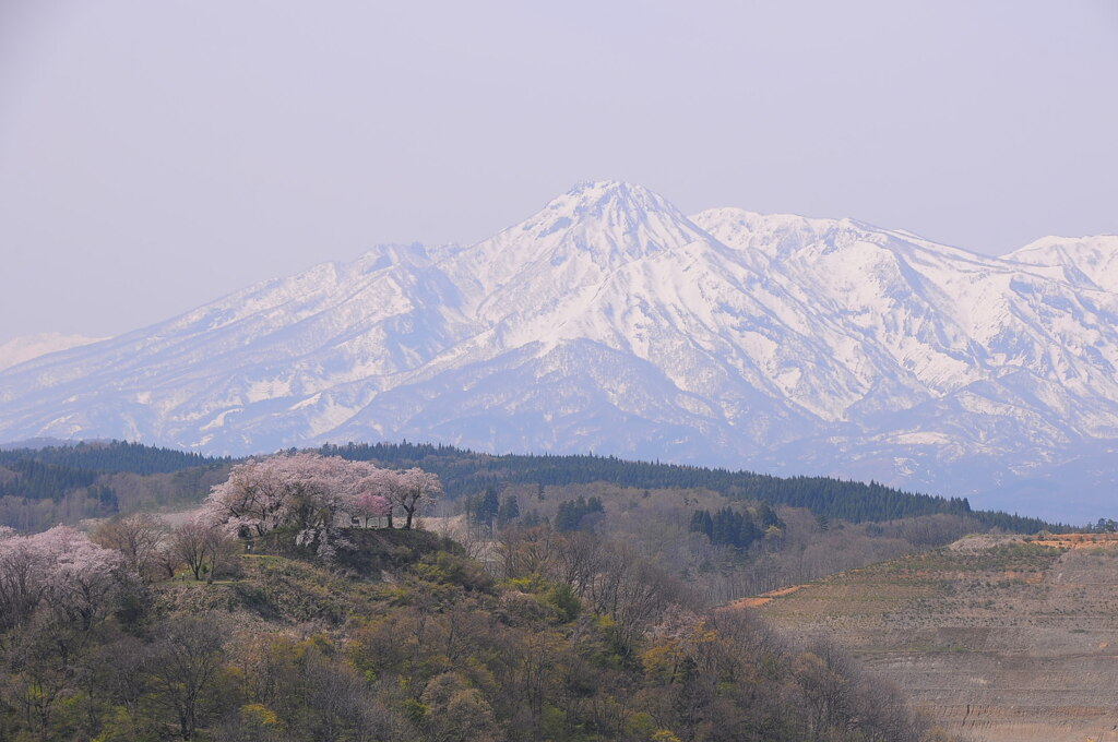 妙高山と箕冠山の桜